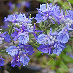 Rosmarinus officinalis 'Blue Spire' (rosemary 'Blue Spire')
