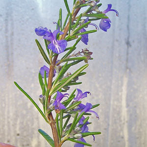 Rosmarinus officinalis 'Collingwood Ingram' (Rosemary)