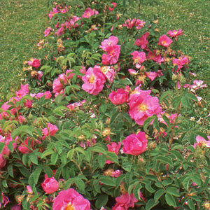 Rosa gallica var. officinalis (apothecary rose)