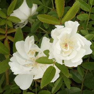 Rosa banksiae var banksiae (Lady Banks rose)
