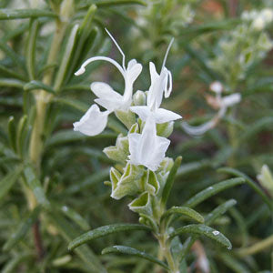 Rosmarinus officinalis 'Lady In White' (white rosemary