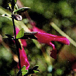 Salvia buchananii (Buchanan's sage)