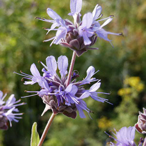 Salvia clevelandii (blue sage)