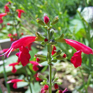 Salvia coccinea (scarlet sage)