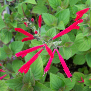 Salvia elegans (honeydew melon sage)