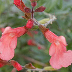 Salvia greggii 'Salmon' (autumn sage)