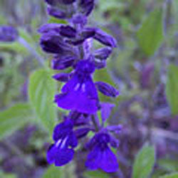 Salvia 'Indigo Spires' (sage  'Indigo Spires')