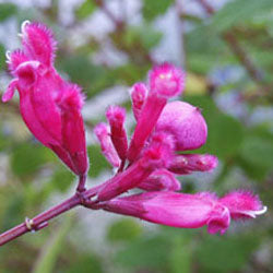 Salvia involucrata (rosy leaved sage)