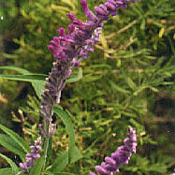 Salvia leucantha 'All Purple' (purple Mexican bush sage)