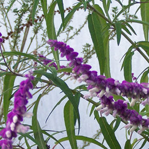 hummingbird plant collection