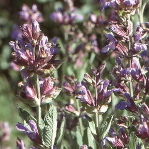 Salvia officinalis (garden sage)