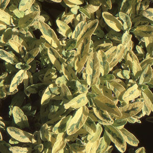 Salvia officinalis 'Icterina' (golden sage)