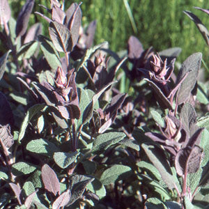 Salvia officinalis 'Purpurascens' (purple sage)