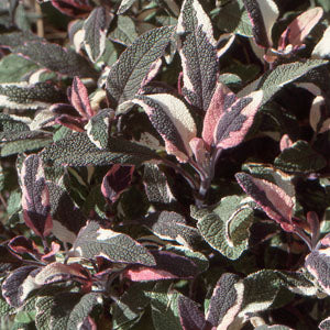 Salvia officinalis 'Tricolor' (tricolor sage)