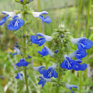 Salvia uliginosa (bog sage)