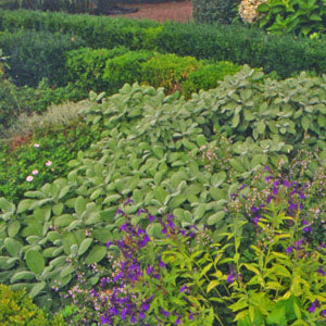 Salvia officinalis 'Berggarten' (sage 'Berggarten')