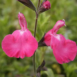 Salvia microphylla 'Wild Watermelon' (sage 'Wild Watermelon')