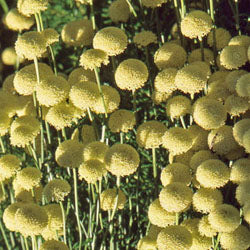 Santolina rosmarinifolia (green santolina)