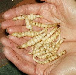 Stachys affinis (crosnes, Chinese artichokes)