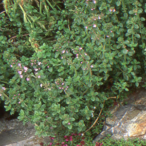 Thymus 'Broadleaf English' ( English thyme )