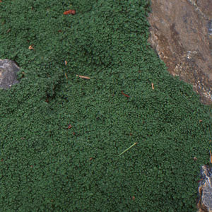 Thymus praecox ssp. arcticus 'Minor' (minus thyme)