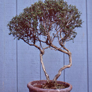 Thymus vulgaris 'Orange Balsam' (orange balsam thyme)