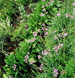 Tulbaghia violacea (society garlic)