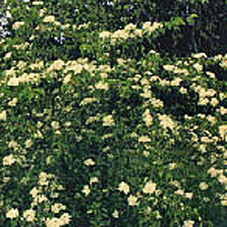 Viburnum prunifolium (blackhaw )